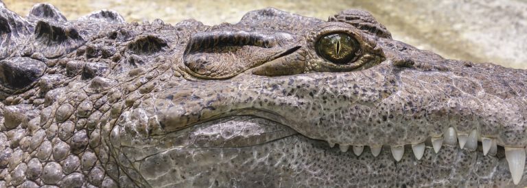 crocodile-1660537_1280